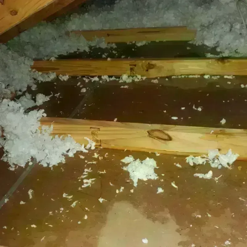 Attic Water Damage in Black Diamond, FL