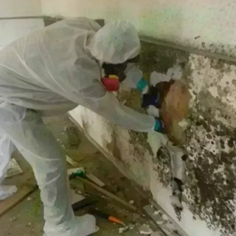 Mold Remediation and Removal in Black Diamond, FL